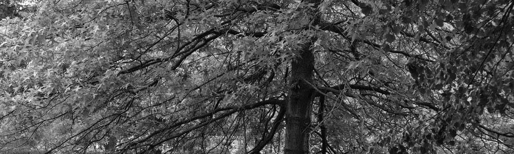 Stacks Image 316