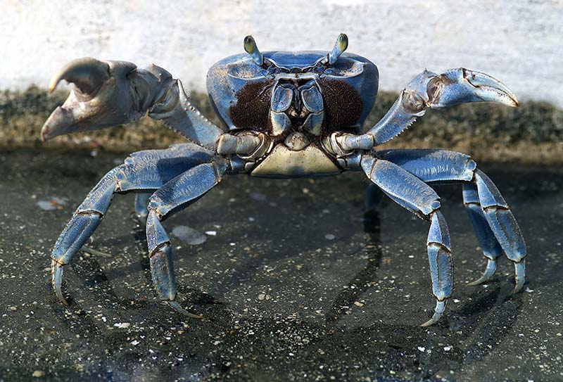 Blue Crab 2