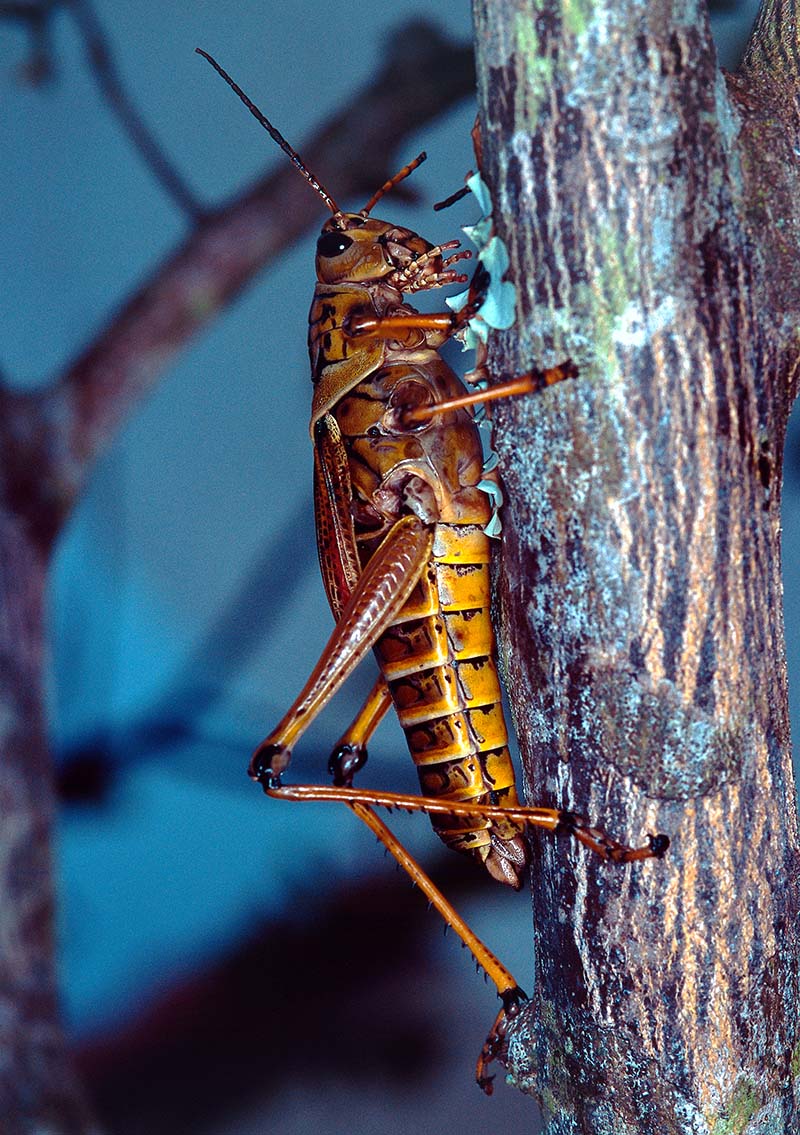 Grasshoper