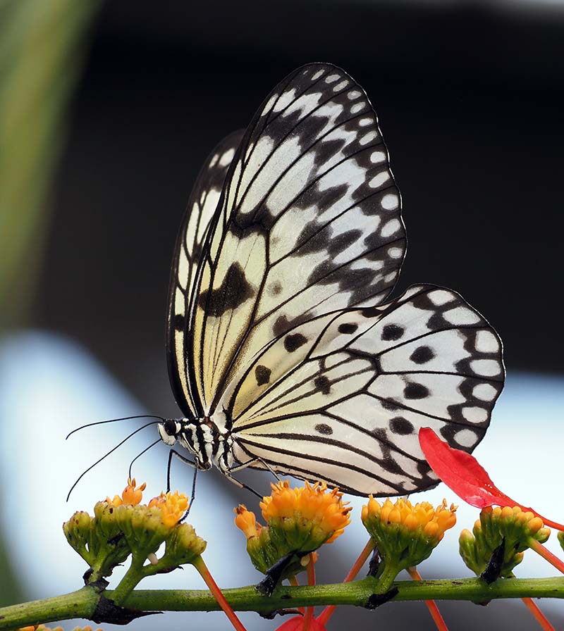 P5130022
