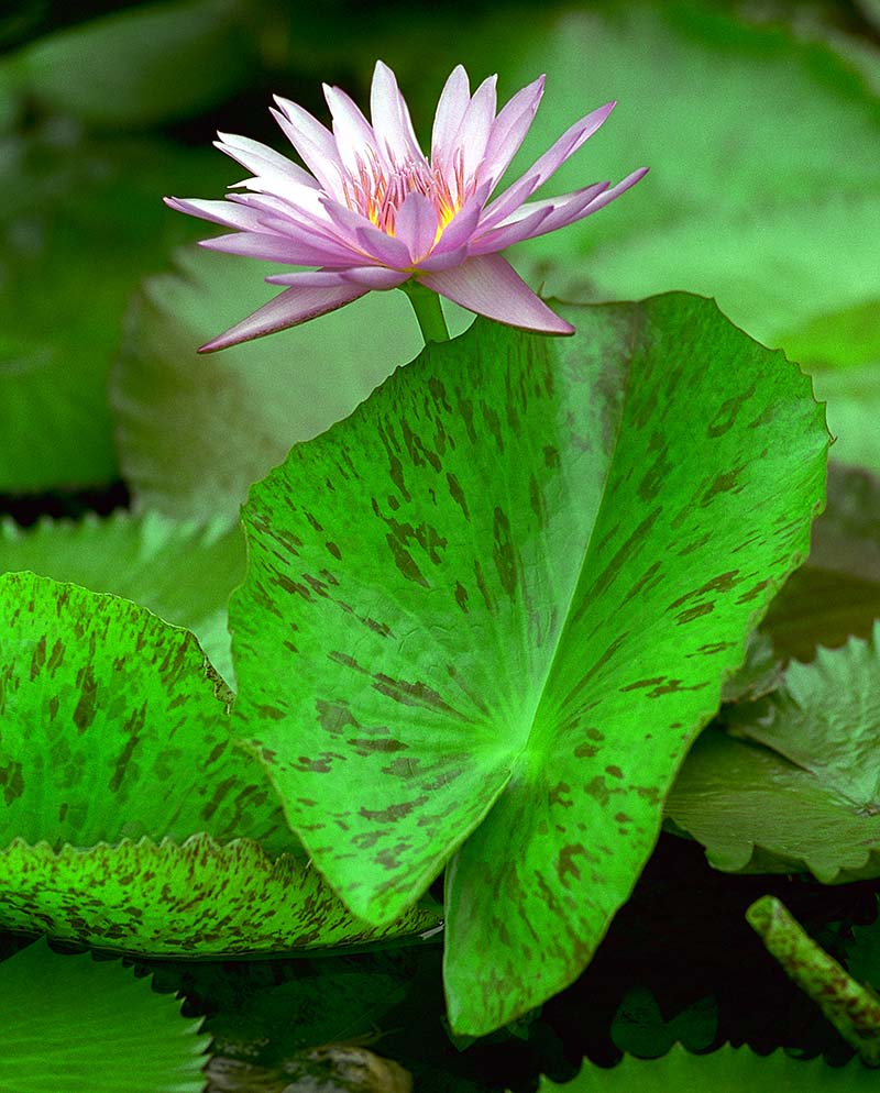 1504