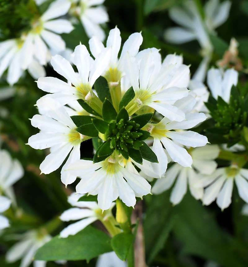 P7071517