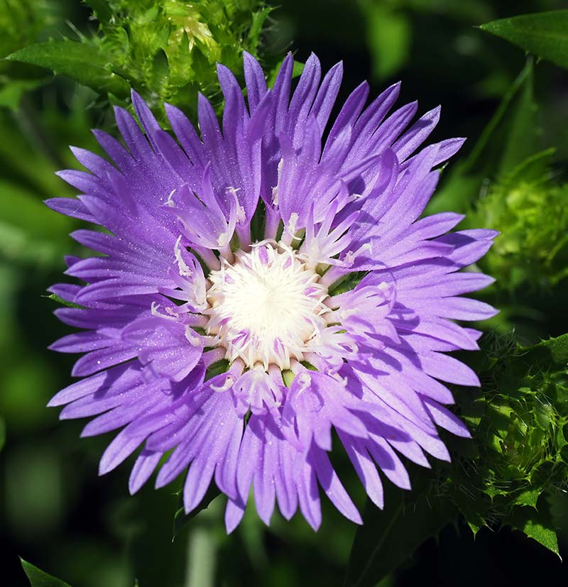 P7072217
